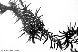 Overexposure technique of Ornate Ghost Pipefish while swi... by Albert Sáiz Tezanos 